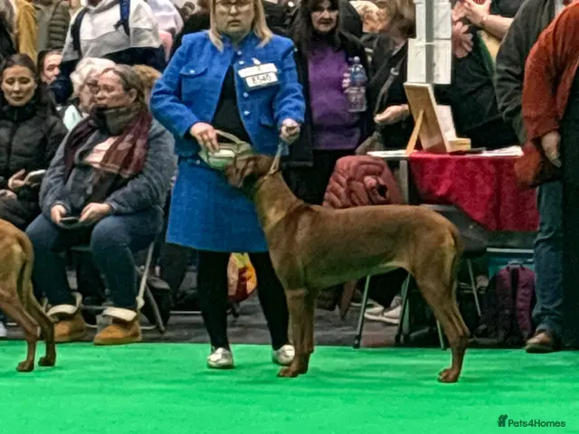 Rhodesian Ridgeback dogs for sale: Champion Bloodline Pups Available - Advert 1
