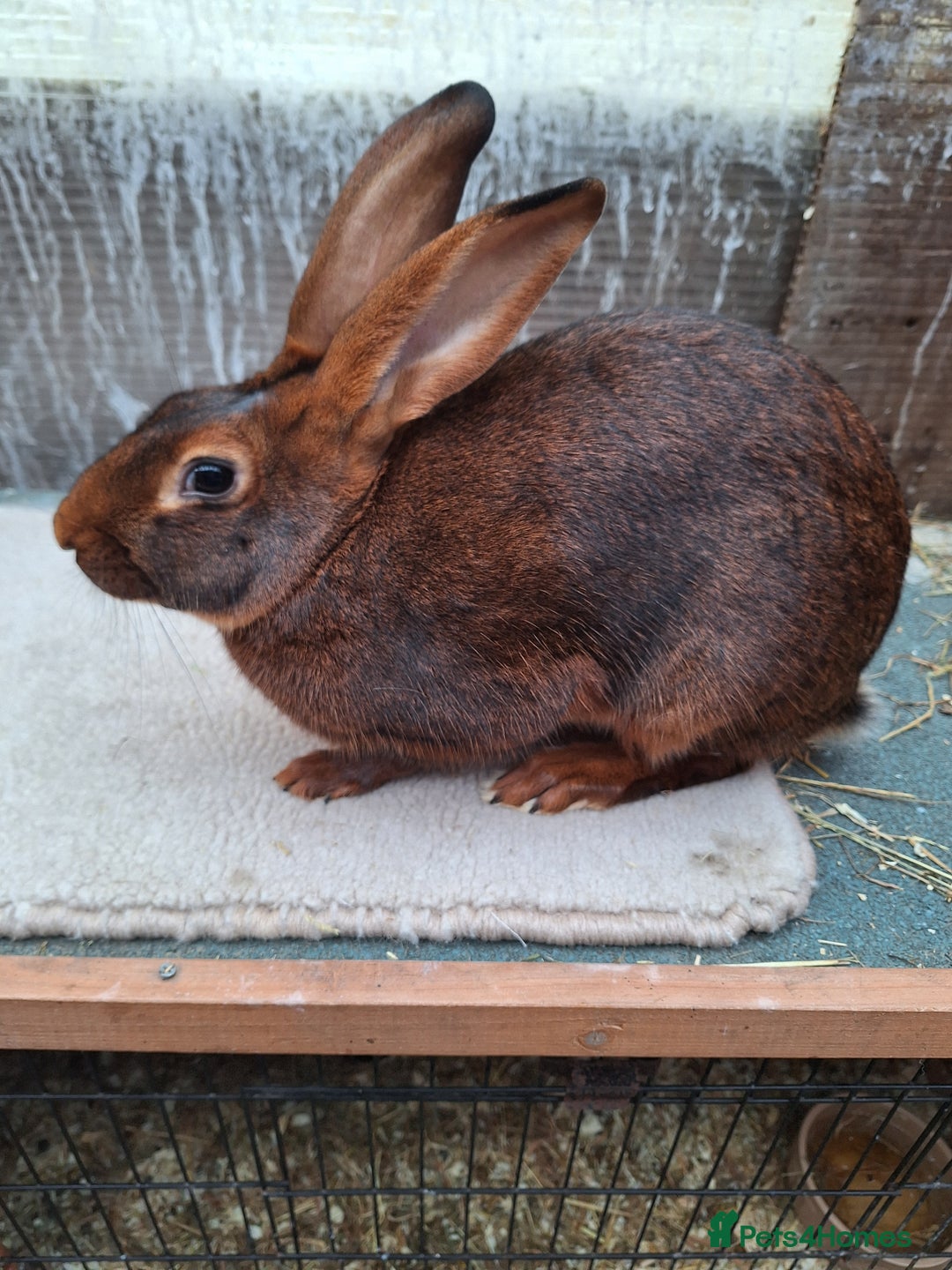 Belgian Hares rabbits for sale: CURRENTLY RESERVED - BRC Belgian Hare buck - Advert 12