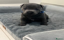 Staffordshire Bull Terrier dogs for sale: Champion sired blue Staffy pups - Image 11