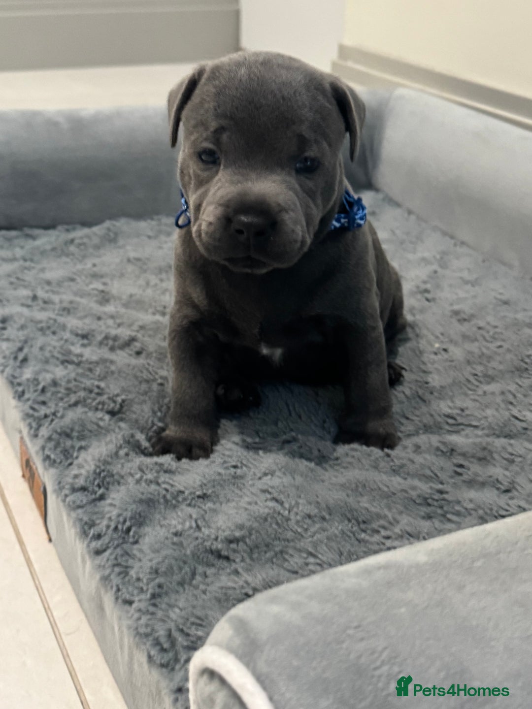 Staffordshire Bull Terrier dogs for sale: Champion sired blue Staffy pups - Image 11