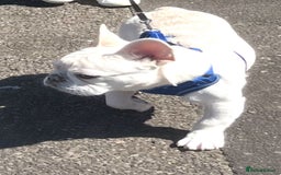 French Bulldog dogs for sale: Boo French bulldog. Lovely dog  - Image 1