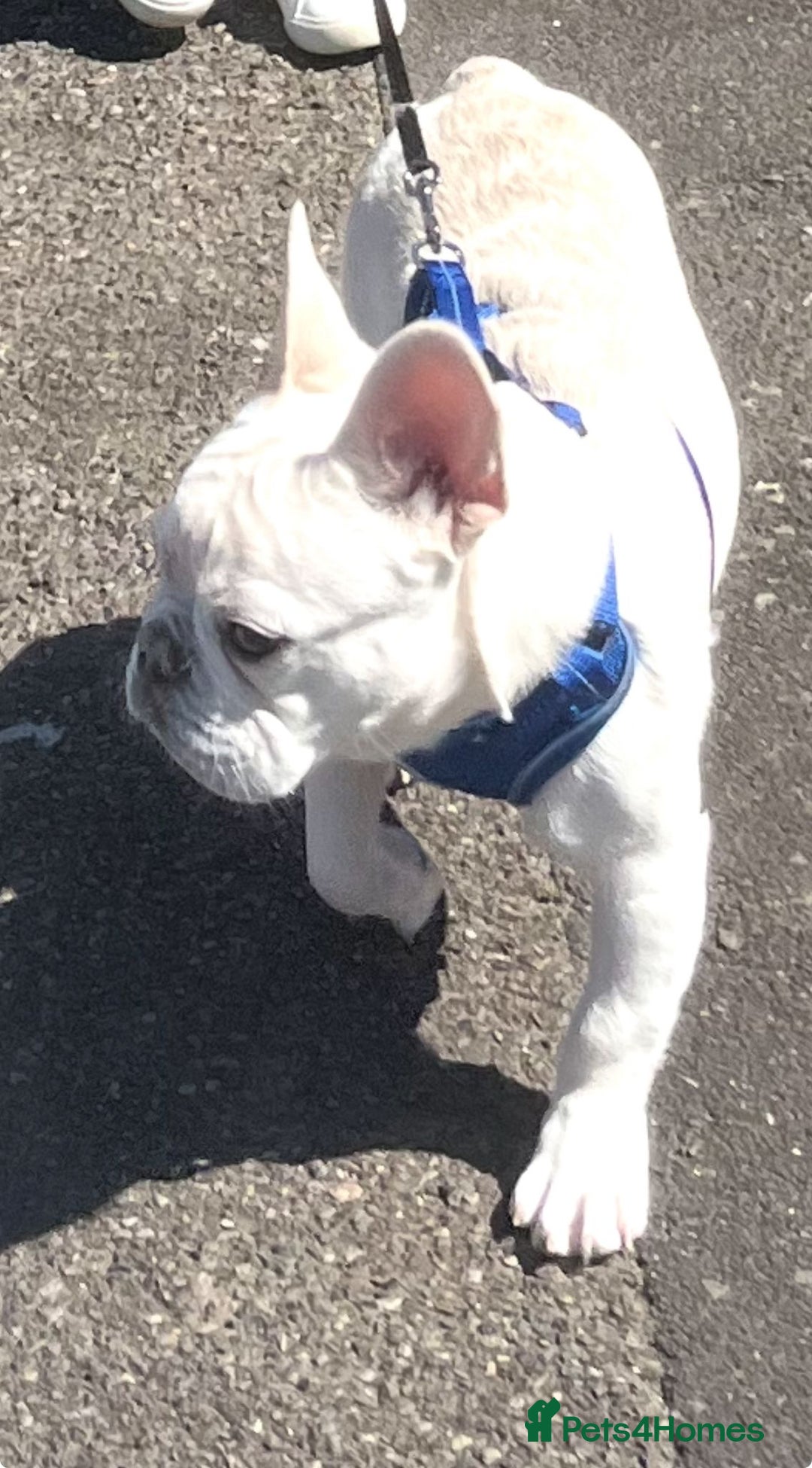 French Bulldog dogs for sale: Boo French bulldog. Lovely dog  - Image 1