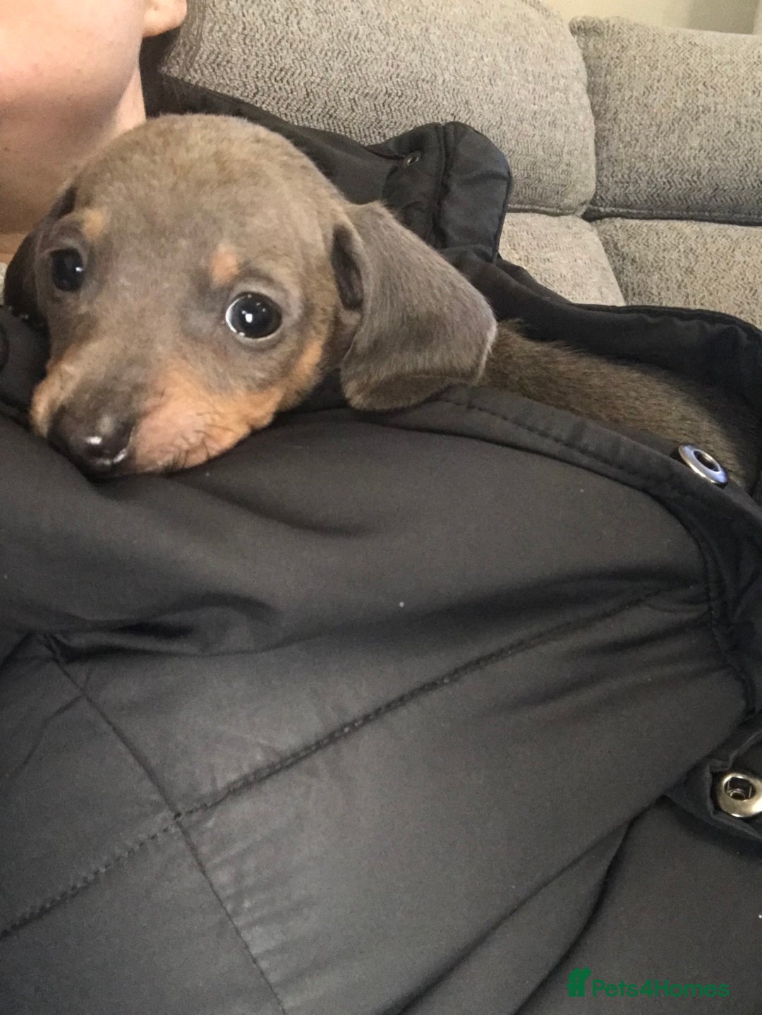 Miniature Dachshund dogs for sale: REDUCE PRICE ONE BLUE&TAN BOY LEFT - Advert 2