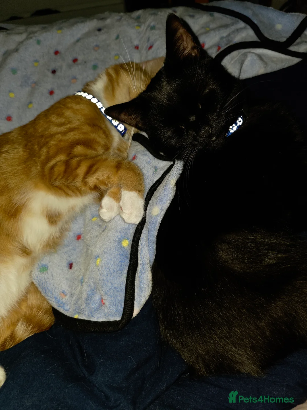 Mixed Breed cats for sale: Rehoming Ash and Gizmo  - Advert 8