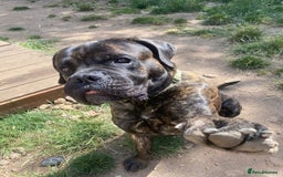 Cane Corso dogs for sale: Cane corso male - Image 3