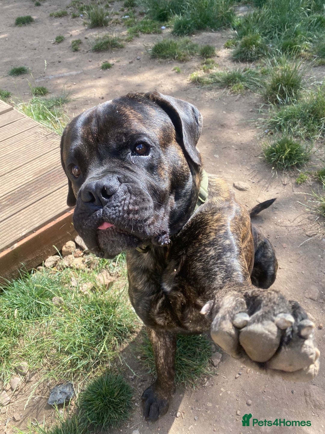 Cane Corso dogs for sale: Cane corso male - Image 3