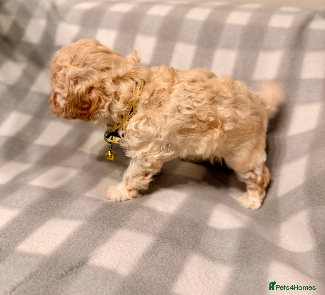 Cavapoochon dogs for sale: Cavapoochon Puppies Available From 12th January - Advert 15