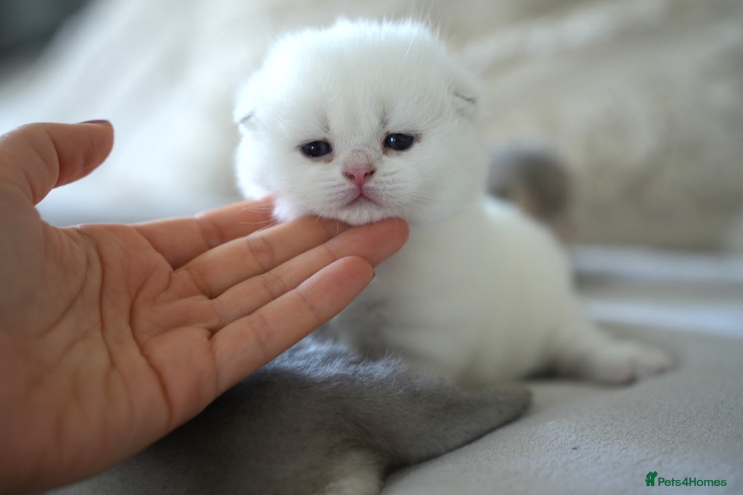 Scottish Fold cats for sale: Scottish fold - Image 15