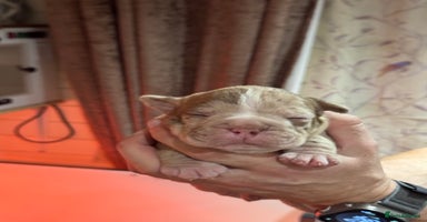 Olde English Bulldogge dogs - Advert 4