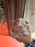 Olde English Bulldogge dogs - Advert 4