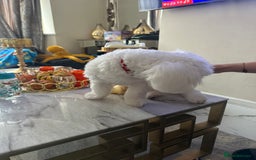 Mixed Breed dogs for sale: Mr Luka  - Image 7