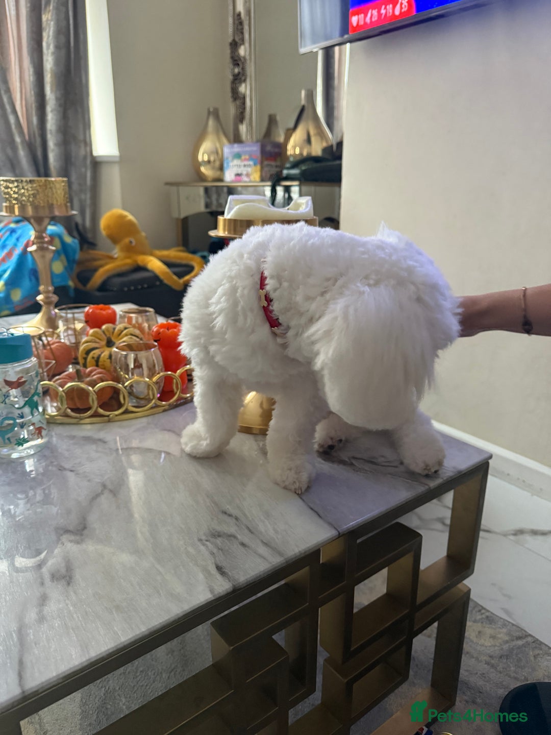 Mixed Breed dogs for sale: Mr Luka  - Image 7