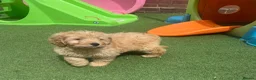 Cavapoo dogs for sale: reduced One Male ready to leave now   - Advert 3