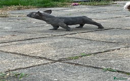 French Bulldog dogs for sale: French bulldog pups  - Image 14