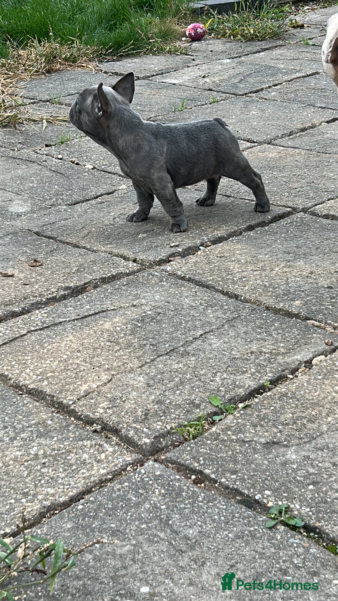 French Bulldog dogs for sale: French bulldog pups  - Image 14