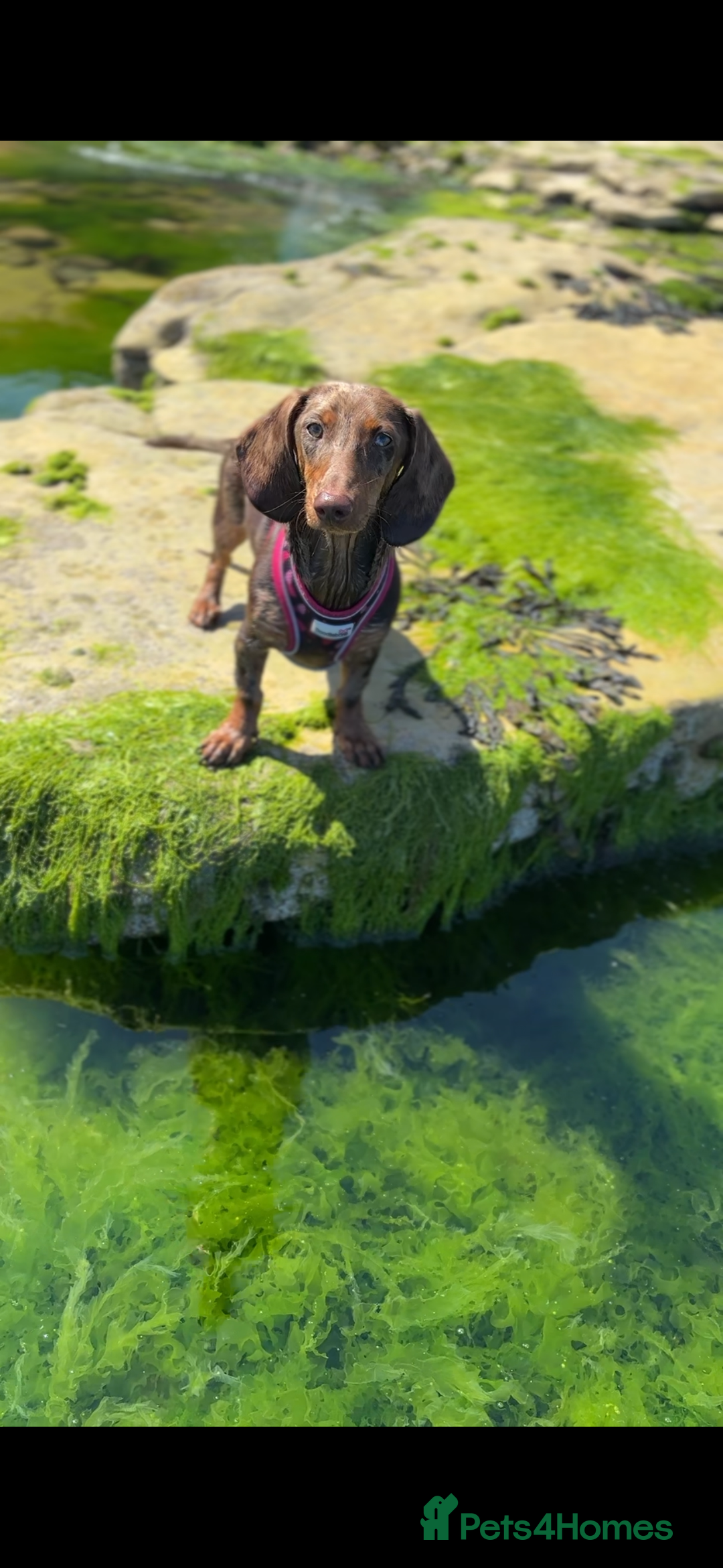 Dachshund dogs for sale: Dapple Dachshund  - Image 4
