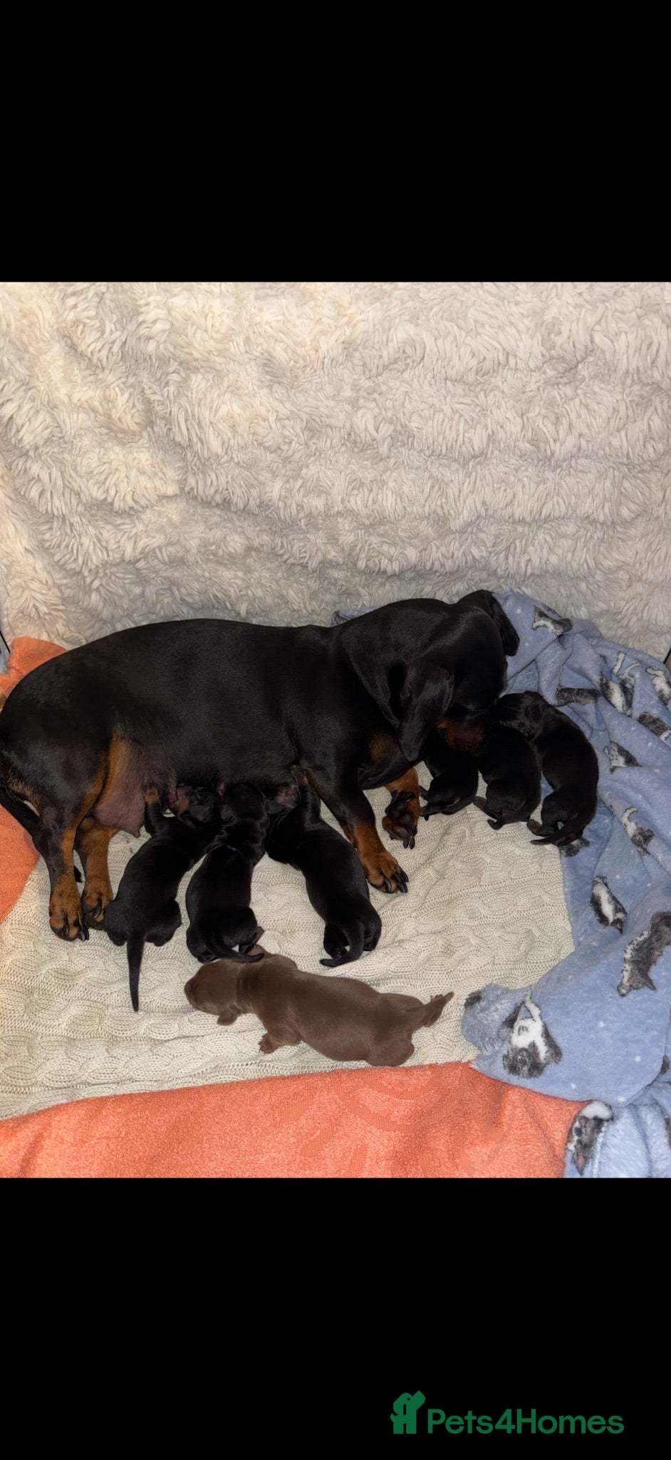Dachshund dogs DACHSHUND PUPPIES!  - Advert 7
