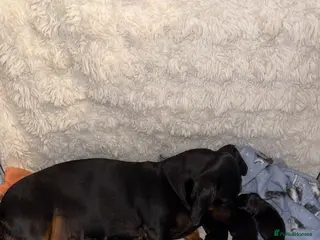 Dachshund dogs DACHSHUND PUPPIES! - Advert 1