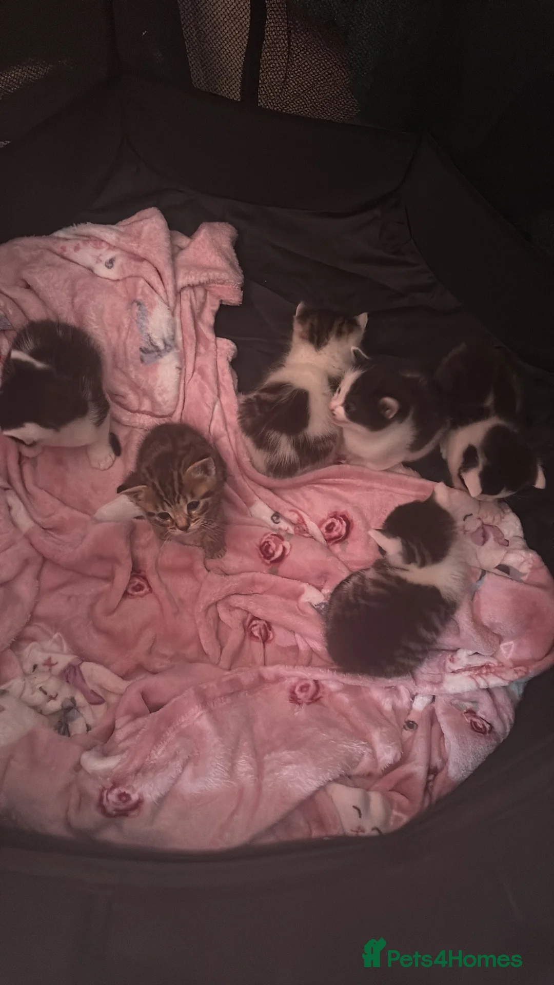 Mixed Breed cats for sale: Kittens for sale  in Alfreton - Advert 4