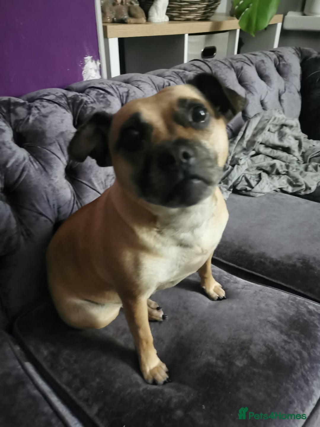 Mixed Breed dogs for sale: 2  Beautiful dogs - Image 2