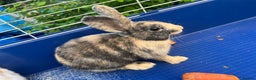 Mini Lop rabbits for sale: 3 rabbits  - Advert 3