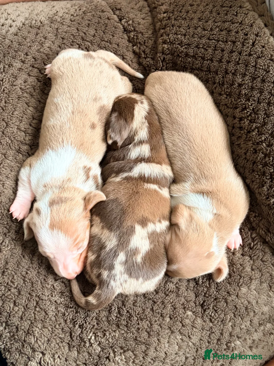 Miniature Dachshund dogs for sale: KC registered PRA clear miniature dachshunds - Advert 2