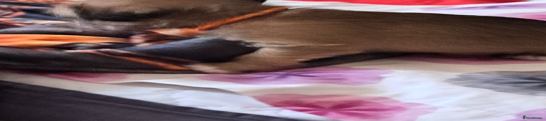 Mixed Breed Puppy 2