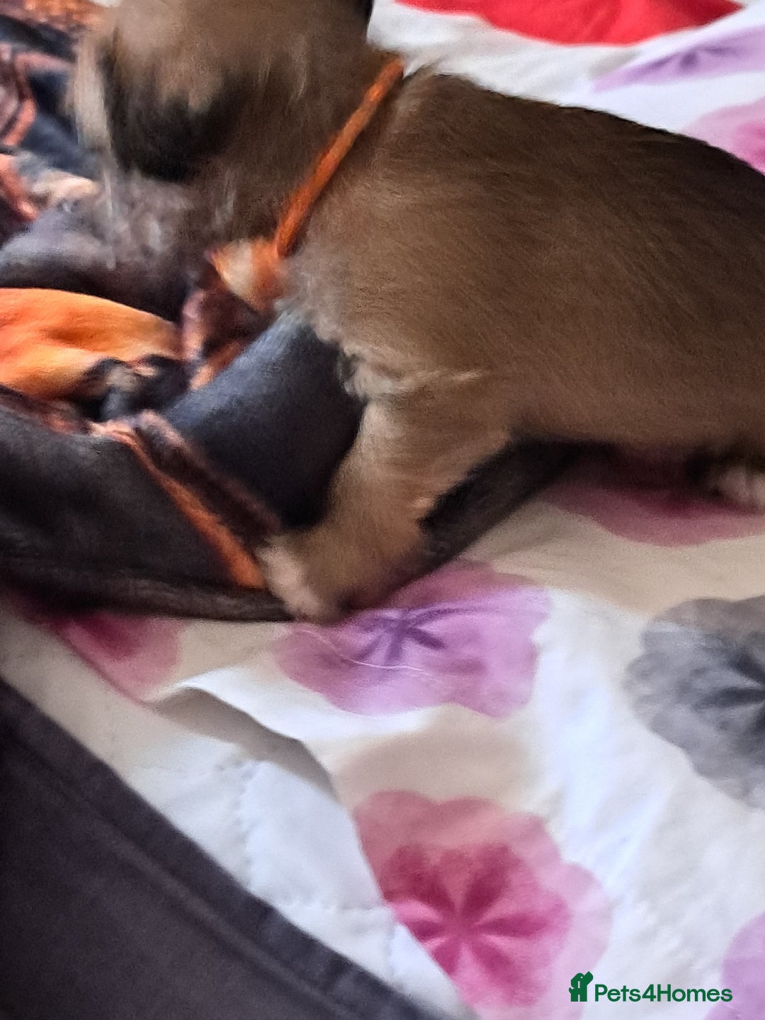 Mixed Breed dogs for sale: Miniature mix breed puppies  - Image 4