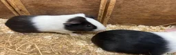 Guinea Pig rodents for sale: Young Male / boar guinea pigs  - Advert 10