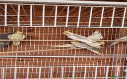 Cockatiels birds for sale: Mixed young cockatiels  - Image 10