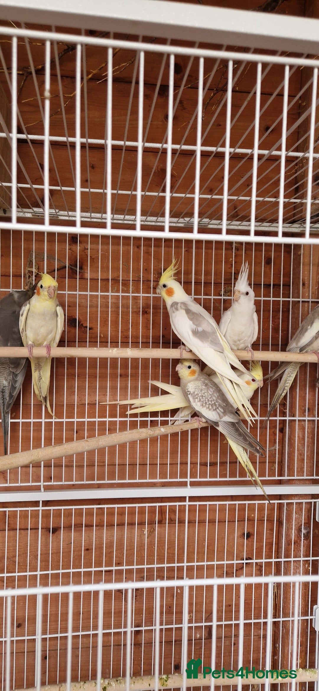 Cockatiels birds for sale: Mixed young cockatiels  - Image 10