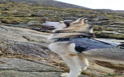 Siberian Husky dogs for sale: Siberian Huskies, female&male, male KC Registered - Image 4
