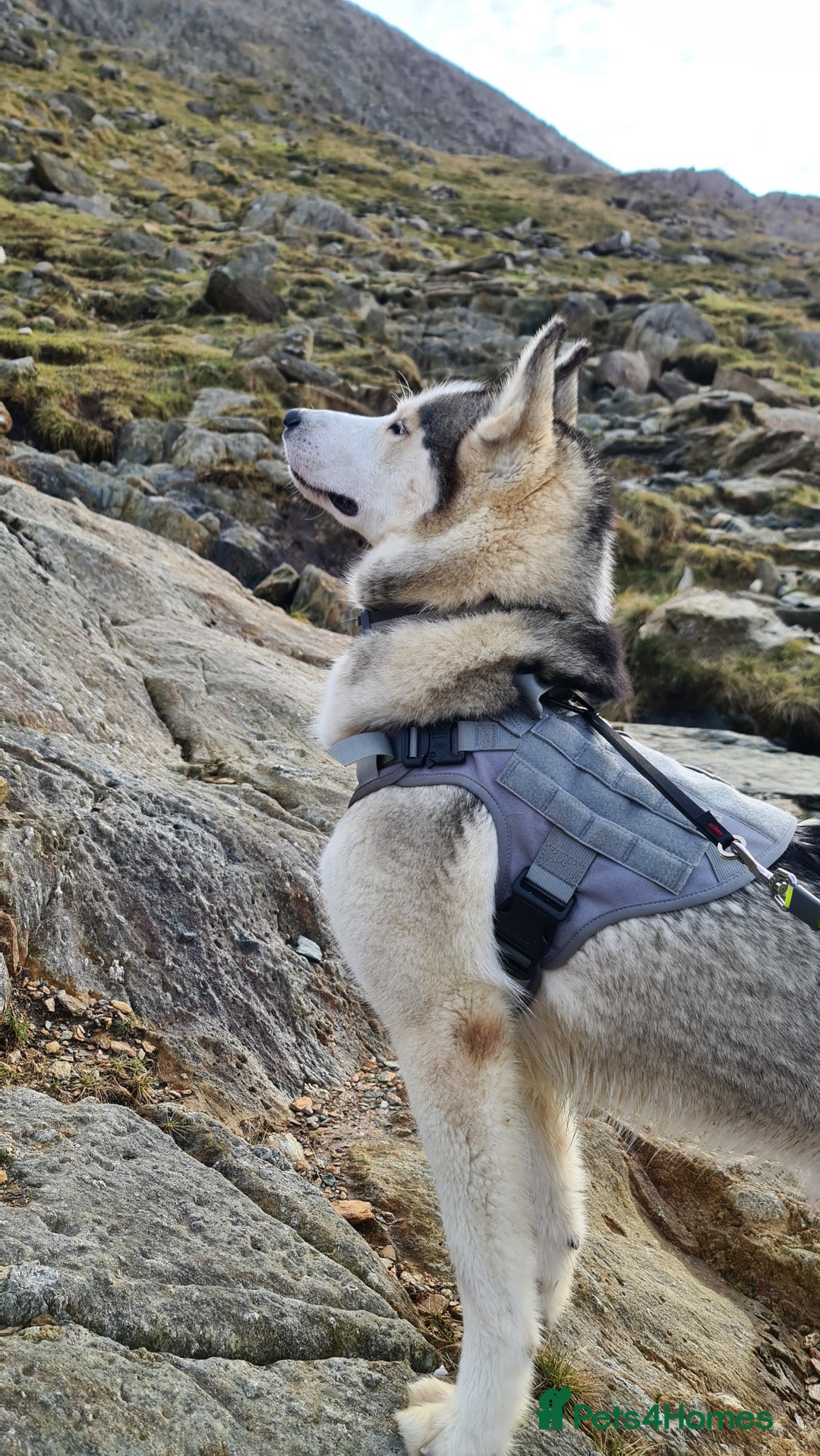 Siberian Husky dogs for sale: Siberian Huskies, female&male, male KC Registered - Image 4