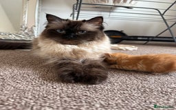 Ragdoll cats for sale: 4 ragdoll x tabby kittens left - Image 12