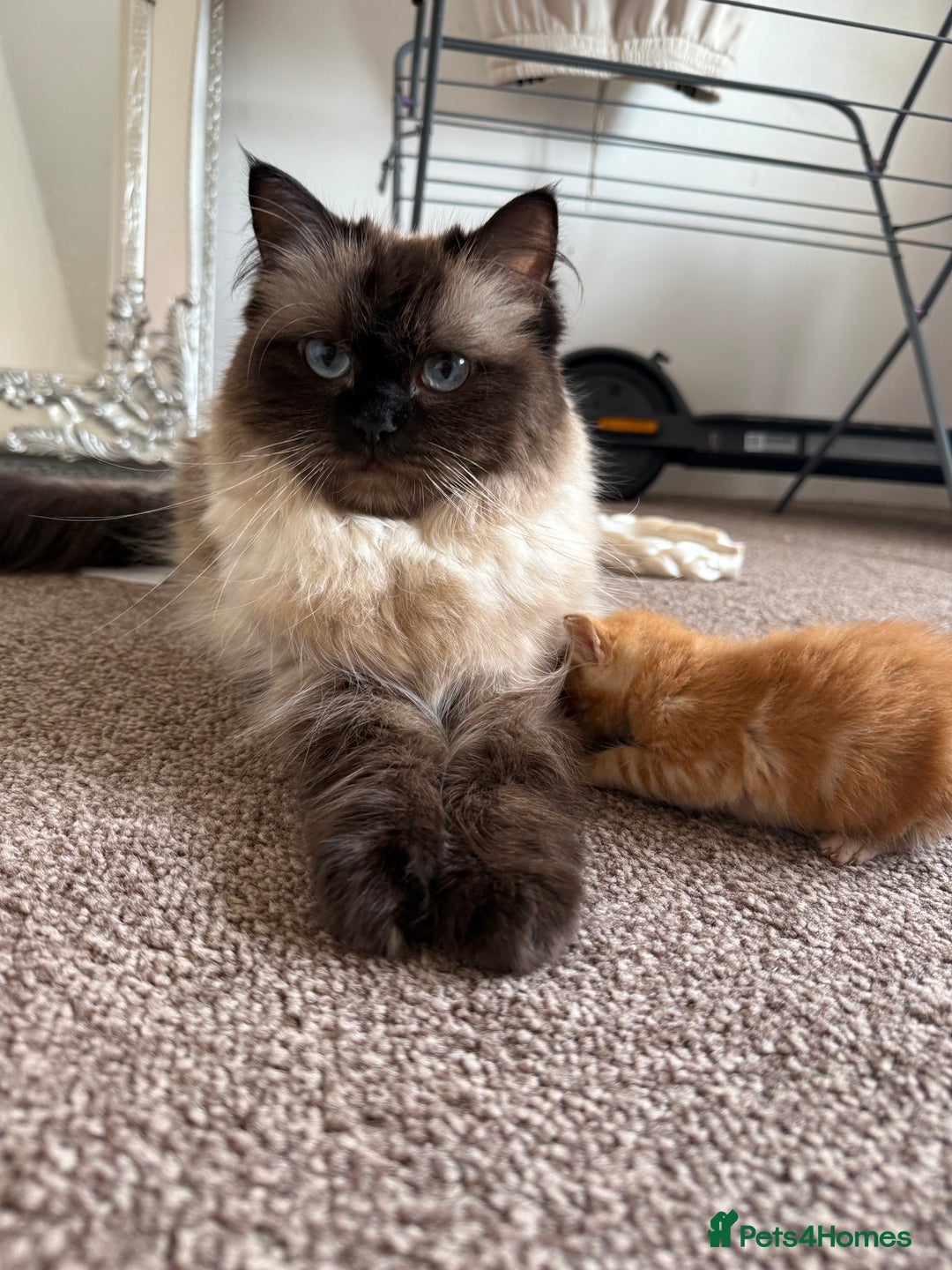 Ragdoll cats for sale: 4 ragdoll x tabby kittens left - Image 12