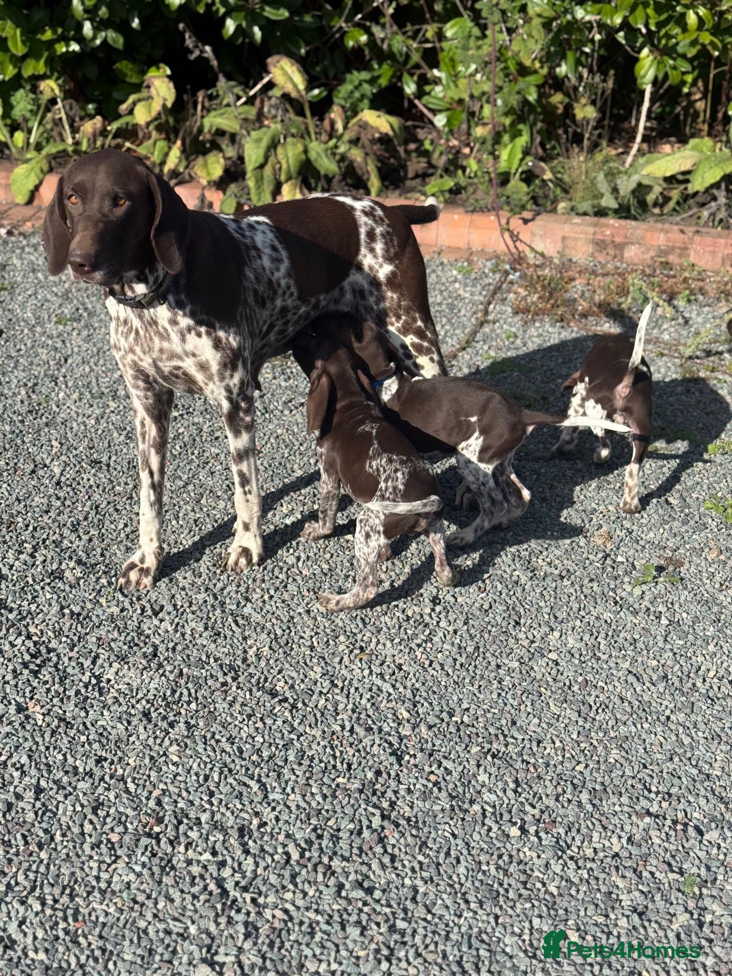 German Shorthaired Pointer dogs German shorthaired pointers  - Advert 18