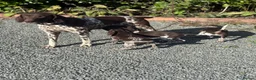 German Shorthaired Pointer dogs for sale: German shorthaired pointers  - Advert 1
