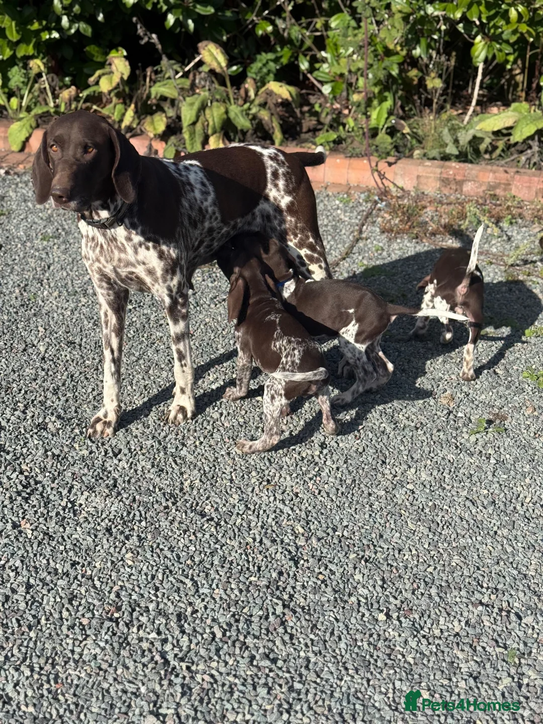 German Shorthaired Pointer dogs for sale: German shorthaired pointers  - Advert 1
