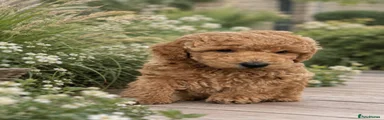 Toy Poodle 2