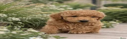 Toy Poodle dogs for sale: Stunning KC Toy poodle puppies.DNA health tested - Advert 9