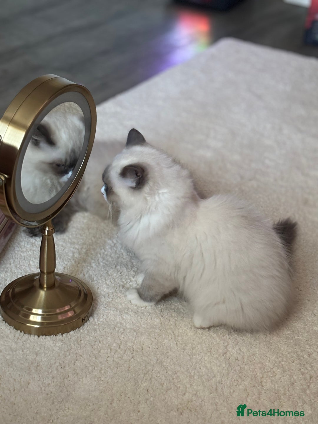 Ragdoll cats for sale: Beautiful blue mitted girl  - Advert 3