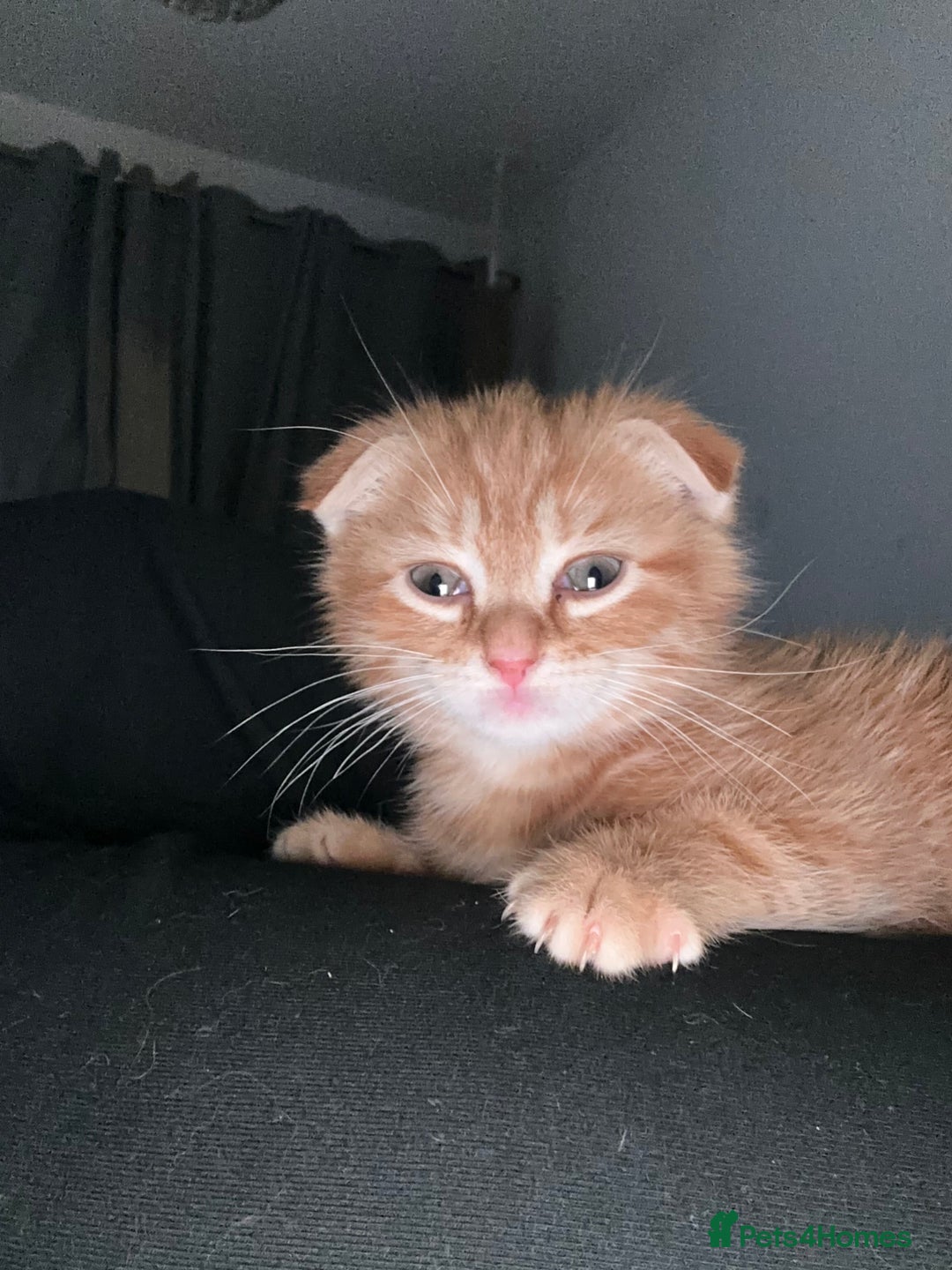 Scottish Fold cats for sale: Ginger Scottish fold/straights - Advert 9