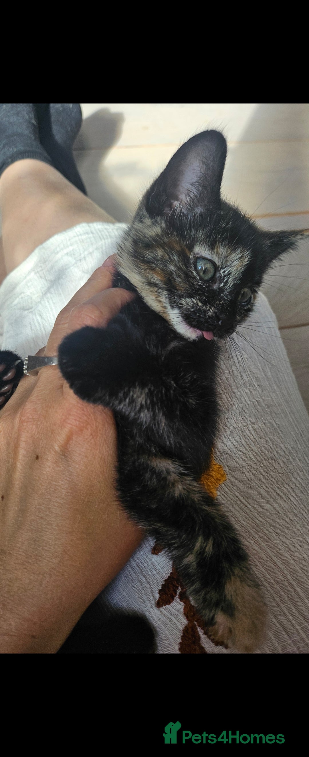 Mixed Breed cats for sale: One Tortie Girl left | Ragdoll mix - Image 6
