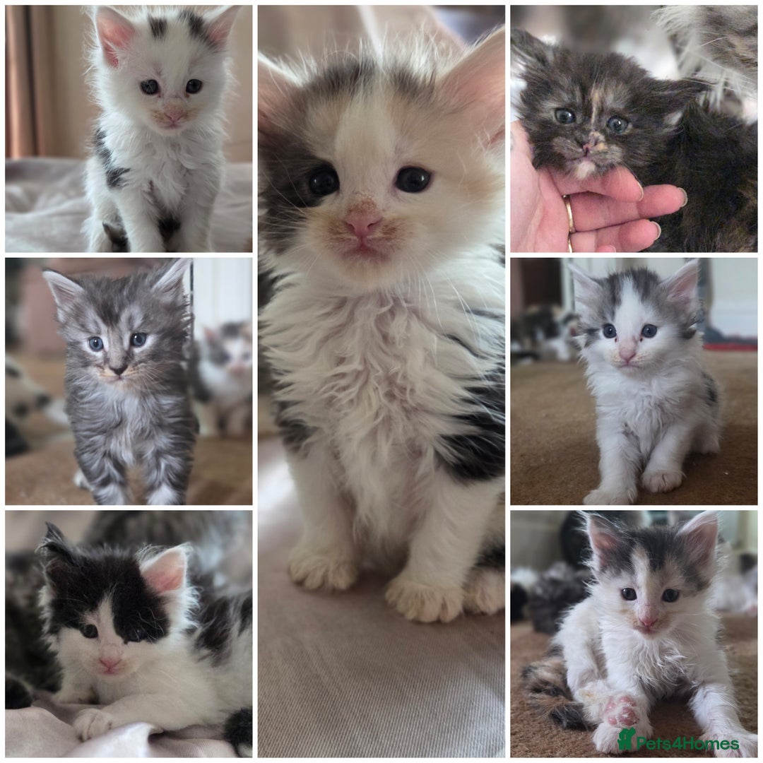 Maine Coon cats for sale: Variety of Maine coon kittens - Image 2