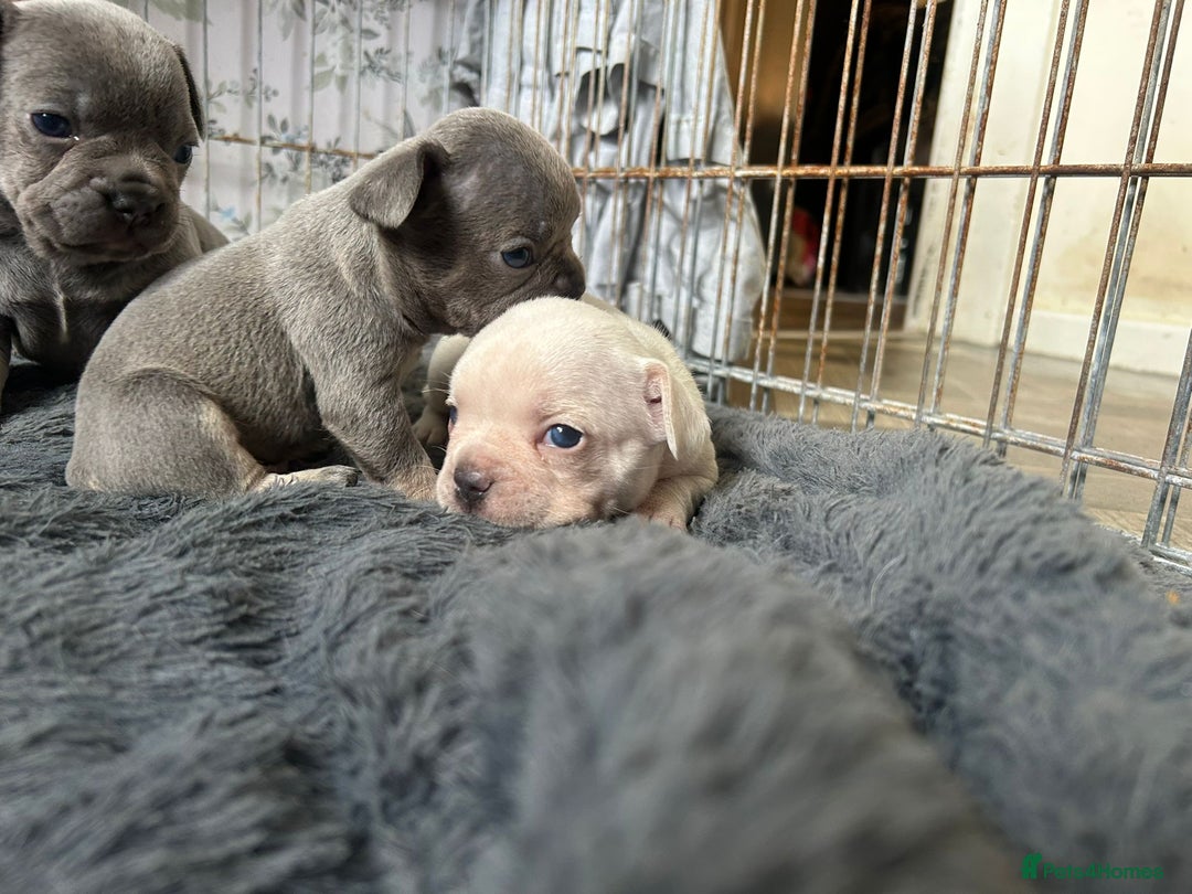 French Bulldog dogs for sale: REDUCED French Bull Dog Pups  - Image 12