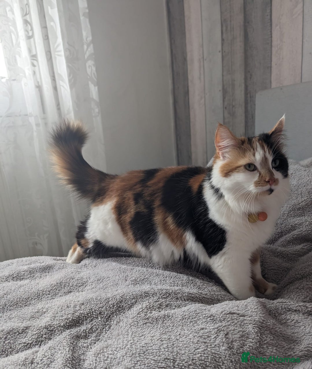 Mixed Breed cats for sale: Kittens  - Image 17