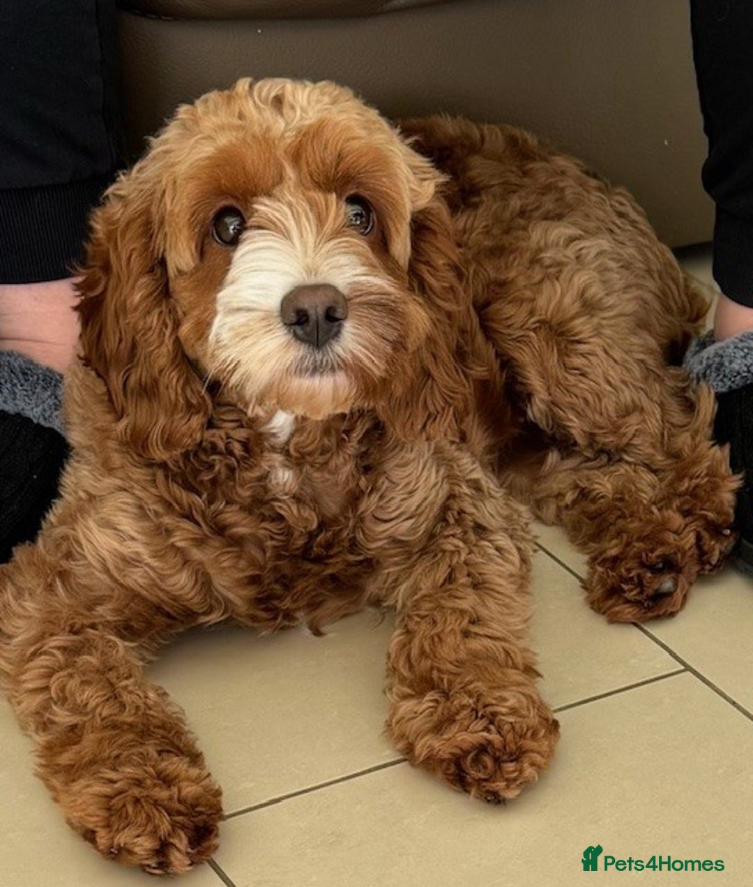 Cavapoo dogs for sale: Expecting a litter-health tested F1b Cavapoo pups - Image 6