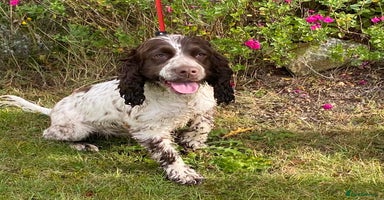 Cocker Spaniel dogs - Advert 1
