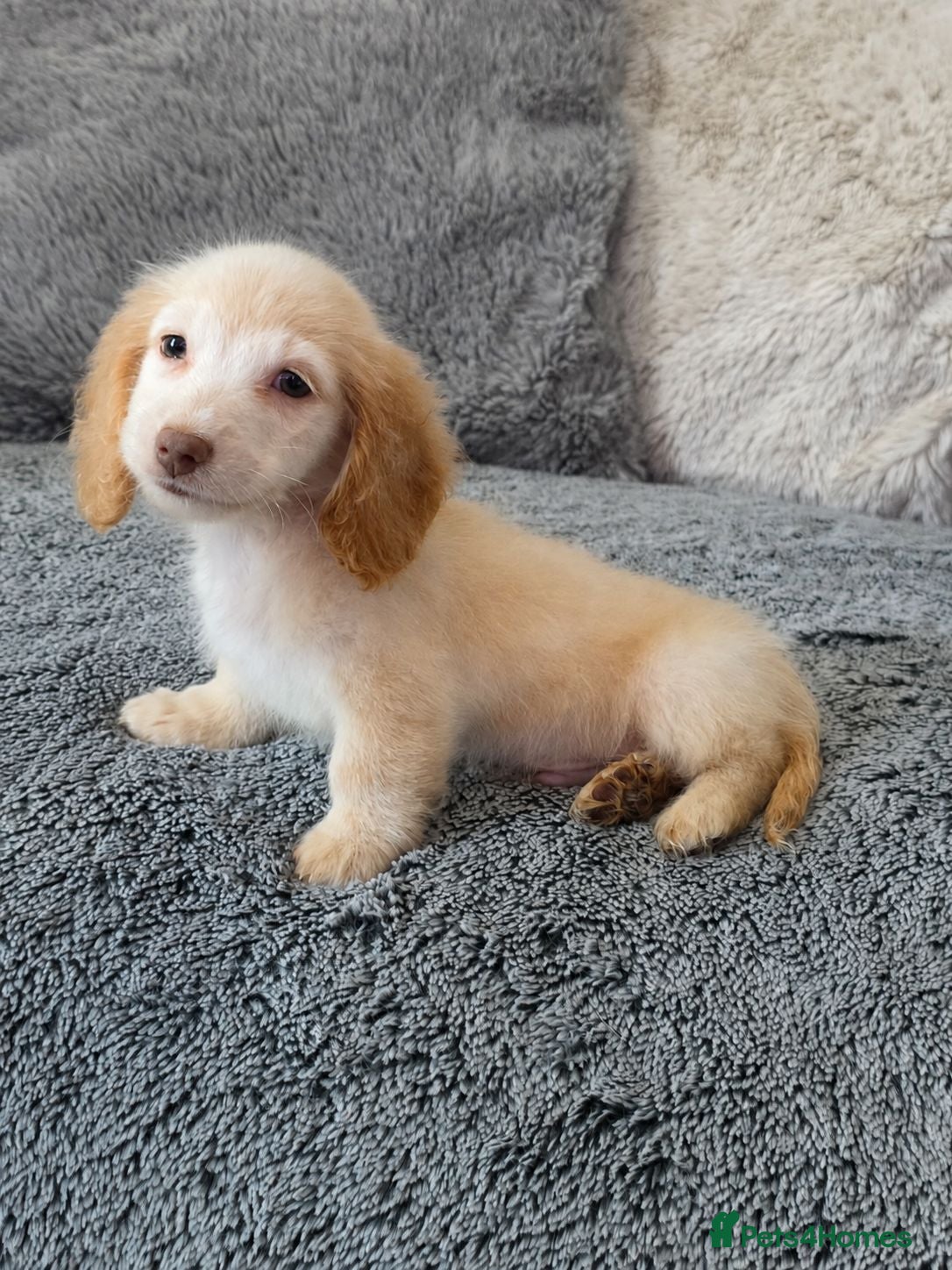 Miniature Dachshund dogs Cream male miniature Dachshund males - Advert 1