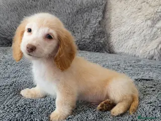 Miniature Dachshund dogs Cream male miniature Dachshund males - Advert 1